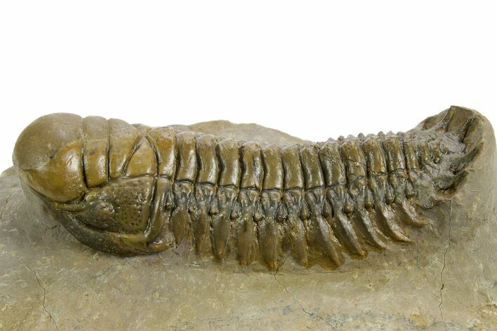 Detailed Crotalocephalina Trilobite - Atchana, Morocco #359538